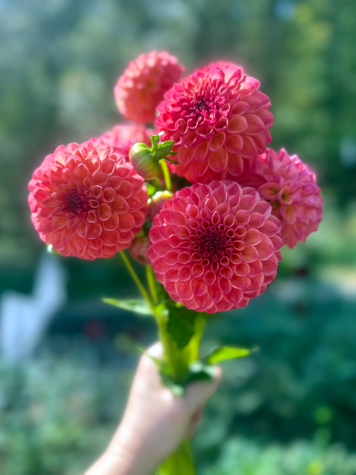 The Backyard Cutting Garden — 24 Tubers