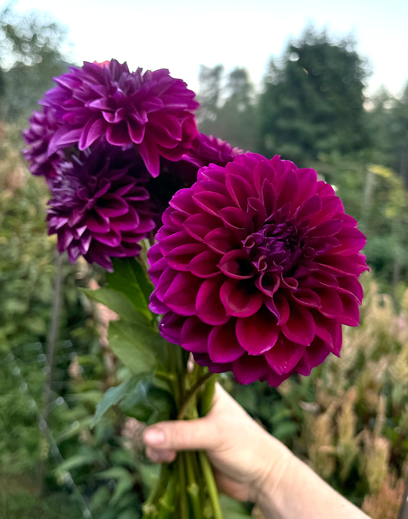 Diva Dahlia Tuber