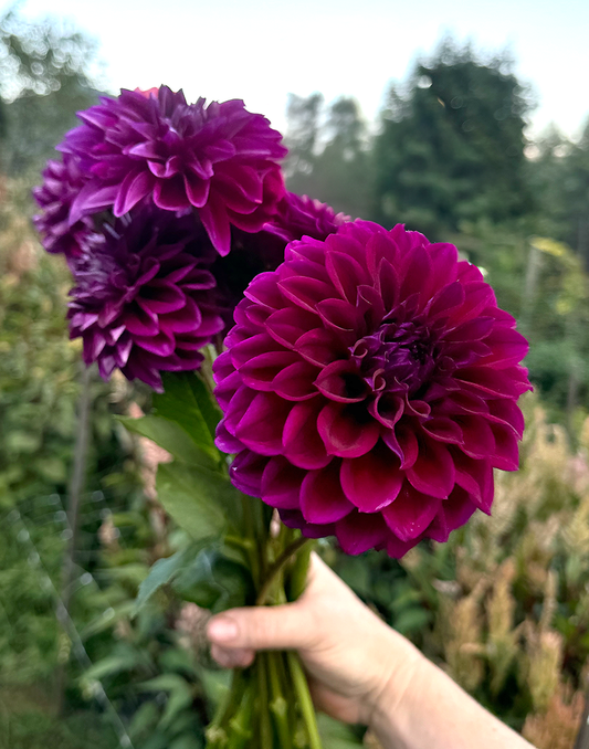 Diva Dahlia Tuber