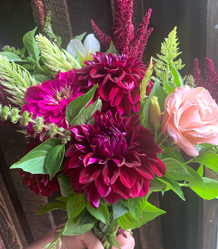 Diva Dahlia Tuber